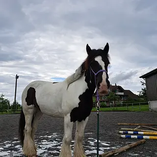 Vorschaubild Nr. 1 zu Reitbeteiligung in 5080 Laufenburg