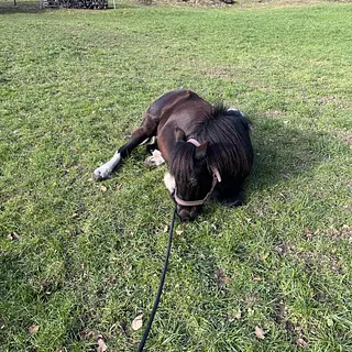 Vorschaubild Nr. 1 zu Reitbeteiligung in 8718 Schänis