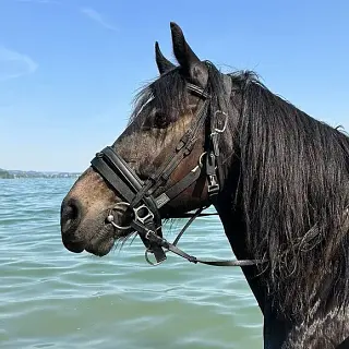 Vorschaubild Nr. 1 zu Reitbeteiligung in 4435 Niederdorf