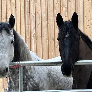 Vorschaubild Nr. 1 zu Reitbeteiligung in 3202 Frauenkappelen