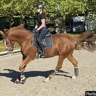 Vorschaubild Nr. 1 zu Reitbeteiligung in 8912 Obfelden