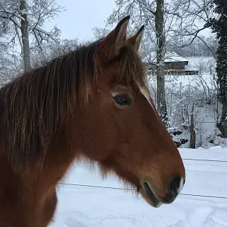 Vorschaubild Nr. 1 zu Reitbeteiligung in 8542 Wiesendangen