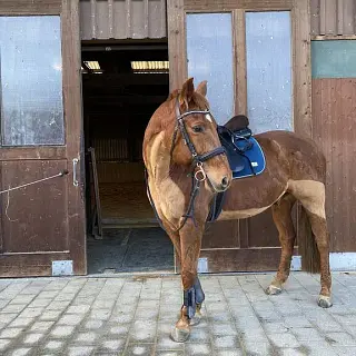 Vorschaubild Nr. 2 zu Reitbeteiligung in 9430 St. Margrethen SG