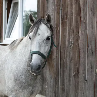 Vorschaubild Nr. 1 zu Reitbeteiligung in 8345 Adetswil