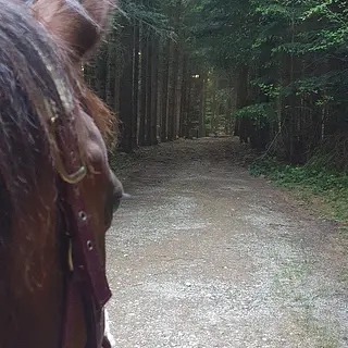 Vorschaubild Nr. 2 zu Reitbeteiligung in 9205 Waldkirch