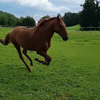 Vorschaubild Nr. 1 zu Reitbeteiligung in 9243 Jonschwil