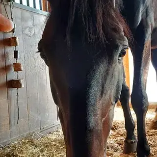 Vorschaubild Nr. 1 zu Reitbeteiligung in 9200 Gossau SG
