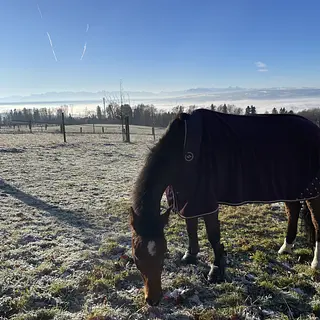 Vorschaubild Nr. 1 zu Reitbeteiligung in 8967 Widen