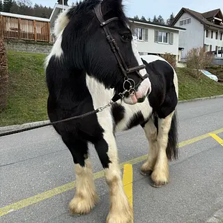 Vorschaubild Nr. 1 zu Reitbeteiligung in 9300 Wittenbach