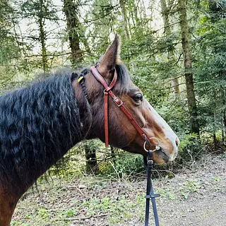 Vorschaubild Nr. 1 zu Reitbeteiligung in 8815 Horgenberg