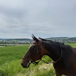 Vorschaubild Nr. 1 zu Reitbeteiligung in 8157 Dielsdorf