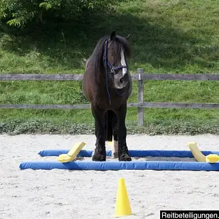 Vorschaubild Nr. 2 zu Reitbeteiligung in 3634 Thierachern