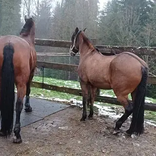 Vorschaubild Nr. 2 zu Reitbeteiligung in 9402 Mörschwil