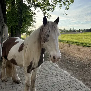 Vorschaubild Nr. 1 zu Reitbeteiligung in 8716 Schmerikon