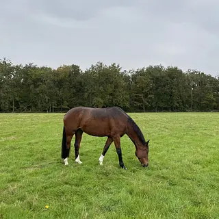 Vorschaubild Nr. 1 zu Reitbeteiligung in 8304 Wallisellen