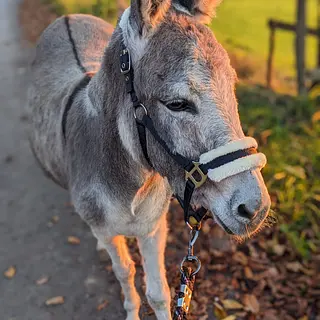 Vorschaubild Nr. 2 zu Reitbeteiligung in 8340 Hinwil