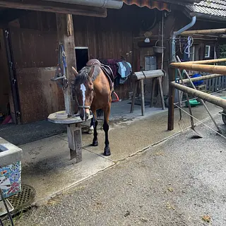 Vorschaubild Nr. 1 zu Reitbeteiligung in 4912 Aarwangen