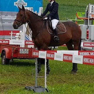 Vorschaubild Nr. 1 zu Reitbeteiligung in 3303 Jegenstorf