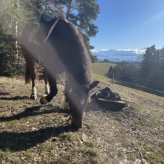 Vorschaubild Nr. 1 zu Reitbeteiligung in 3087 Niedermuhlern