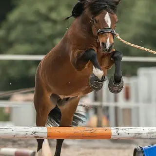 Vorschaubild Nr. 1 zu Reitbeteiligung in 8608 Bubikon