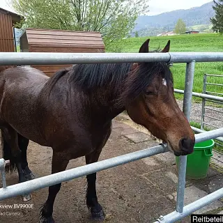 Vorschaubild Nr. 1 zu Reitbeteiligung in 4914 Roggwil BE