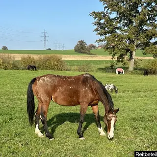Vorschaubild Nr. 2 zu Reitbeteiligung in 8303 Bassersdorf