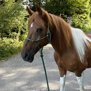 Vorschaubild Nr. 2 zu Reitbeteiligung in 6212 St. Erhard