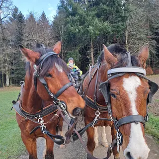 Vorschaubild Nr. 2 zu Reitbeteiligung in 3268 Lobsigen