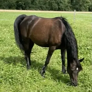 Vorschaubild Nr. 2 zu Reitbeteiligung in 9245 Oberbüren