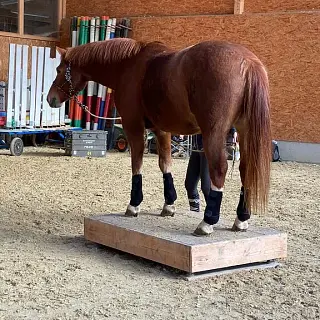 Vorschaubild Nr. 2 zu Reitbeteiligung in 3550 Langnau im Emmental