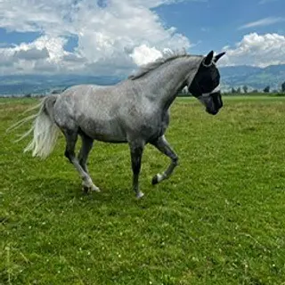 Vorschaubild Nr. 1 zu Reitbeteiligung in 8717 Benken SG