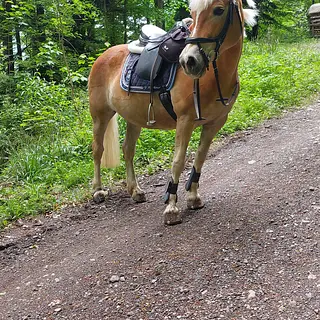 Vorschaubild Nr. 2 zu Reitbeteiligung in 6072 Sachseln