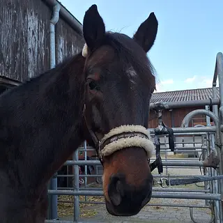 Vorschaubild Nr. 2 zu Reitbeteiligung in 5600 Lenzburg