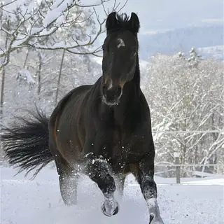 Vorschaubild Nr. 2 zu Reitbeteiligung in 8630 Rüti ZH