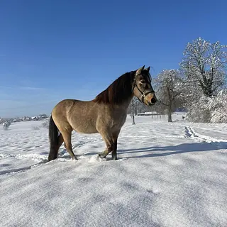 Vorschaubild Nr. 1 zu Reitbeteiligung in 8965 Berikon