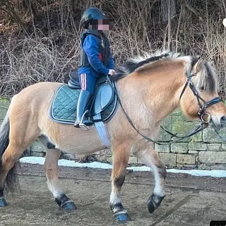 Vorschaubild Nr. 1 zu Reitbeteiligung in 4422 Arisdorf