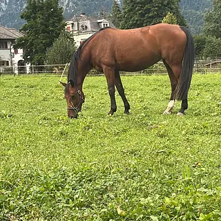 Vorschaubild Nr. 2 zu Reitbeteiligung in 8620 Wetzikon ZH