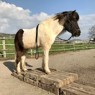 Vorschaubild Nr. 1 zu Reitbeteiligung in 8932 Mettmenstetten