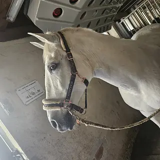 Vorschaubild Nr. 1 zu Reitbeteiligung in 6386 Wolfenschiessen