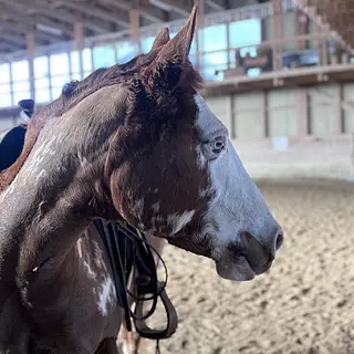 Vorschaubild Nr. 1 zu Reitbeteiligung in 3204 Rosshäusern