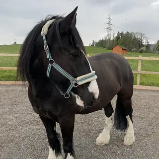 Vorschaubild Nr. 1 zu Reitbeteiligung in 8815 Horgenberg