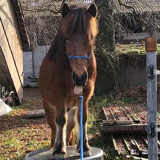 Vorschaubild Nr. 1 zu Reitbeteiligung in 8332 Russikon