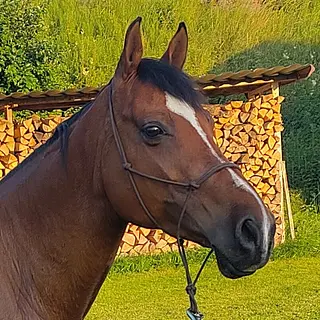 Vorschaubild Nr. 0 zu Reitbeteiligung in 9200 Gossau SG