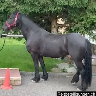 Vorschaubild Nr. 1 zu Reitbeteiligung in 4654 Lostorf