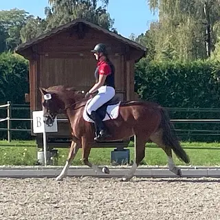 Vorschaubild Nr. 1 zu Reitbeteiligung in 5044 Schlossrued