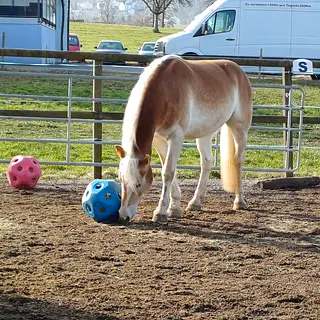 Vorschaubild Nr. 1 zu Reitbeteiligung in 8618 Oetwil am See