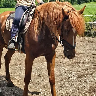 Vorschaubild Nr. 2 zu Reitbeteiligung in 8340 Hinwil