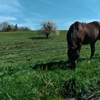 Vorschaubild Nr. 1 zu Reitbeteiligung in 8630 Rüti ZH