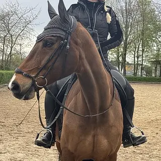 Vorschaubild Nr. 2 zu Reitbeteiligung in 6343 Rotkreuz