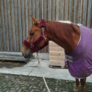 Vorschaubild Nr. 2 zu Reitbeteiligung in 8310 Kemptthal